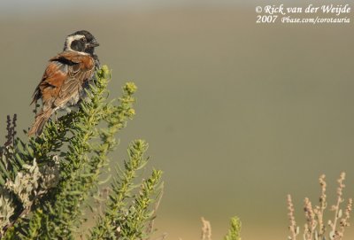 Kaapse Mus / Cape Sparrow