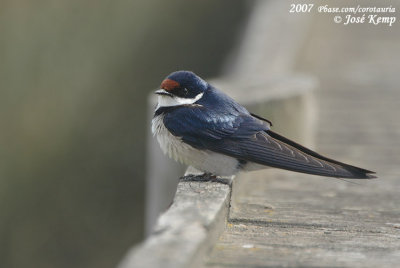Witkeelzwaluw / White-Throated Swallow