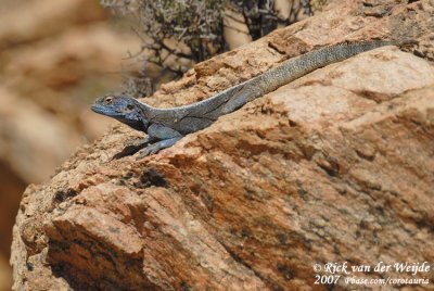 Zwarte Rotsagame / Southern Rock Agama