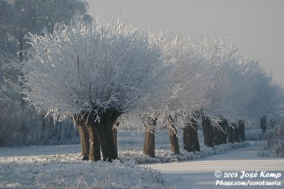 Winterwilgen / Winter Pollard Willow