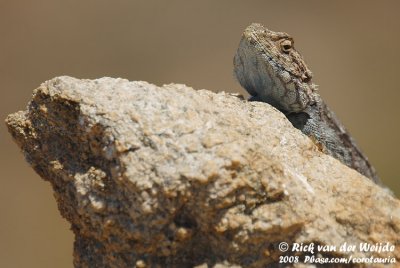 Zwarte Rotsagame / Southern Rock Agama