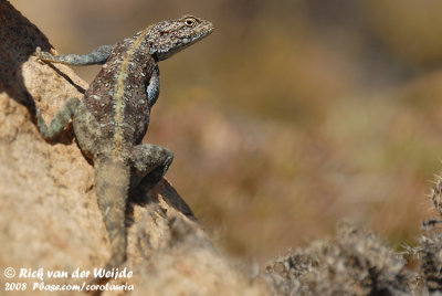 Zwarte Rotsagame / Southern Rock Agama