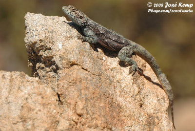 Zwarte Rotsagame / Southern Rock Agama