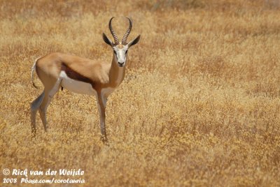 Springbok / Springbok