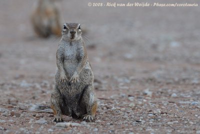 Kaapse Grondeekhoorn / Cape Ground Squirrel