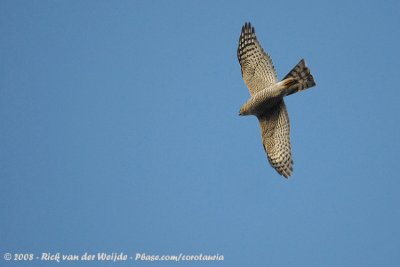 Sperwer / Eurasian Sparrowhawk