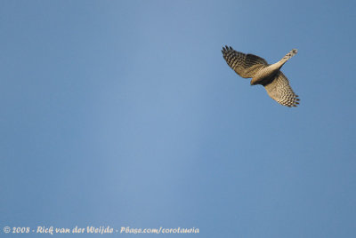 Sperwer / Eurasian Sparrowhawk