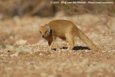 Vosmangoeste / Yellow Mongoose