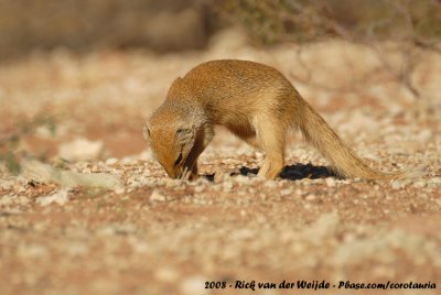 Vosmangoeste / Yellow Mongoose