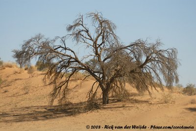 DDT: Dramatic Desert Tree