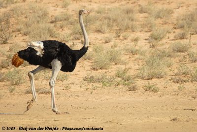 Common Ostrich<br><i>Struthio camelus australis</i>