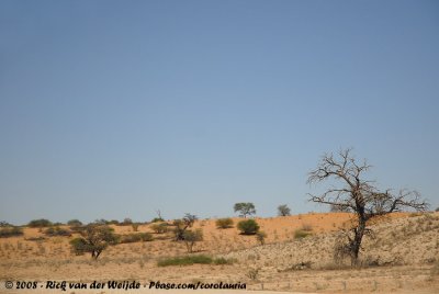 Lonesome dead tree