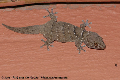 Bibron's Thick-Toed GeckoChondrodactylus bibronii