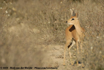 Steenbokantilope / Steenbok