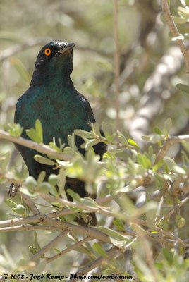 Roodschouderglansspreeuw / Cape Glossy Starling