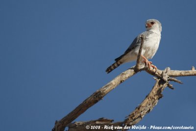 Afrikaanse Dwergvalk / Pygmy Falcon