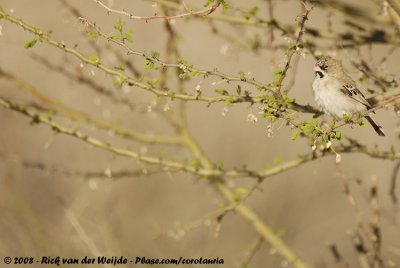 Baardmanwever / Scaly-Feathered Finch