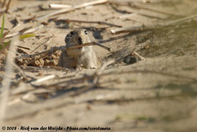 Brants Fluitrat / Brant's Whistling-Rat