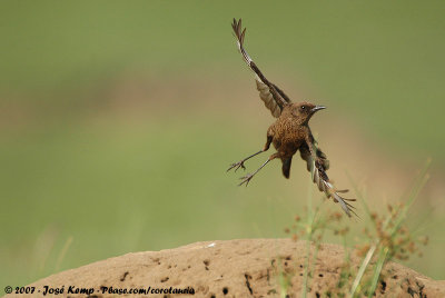 Southern Anteater Chat  (Kaapse Miertapuit)