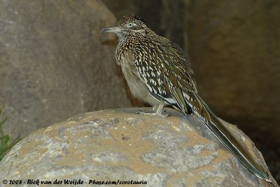 Greater RoadrunnerGeococcyx californianus