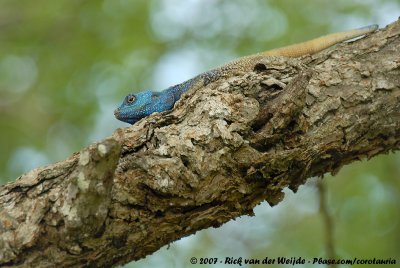 Blue-Headed Tree AgamaAgama atricollis
