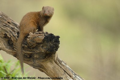 Common Dwarf MongooseHelogale parvula