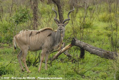 Greater KuduTragelaphus strepsiceros strepsiceros