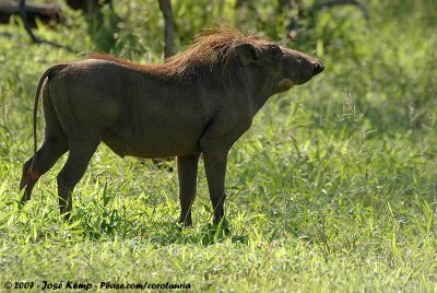 Common WarthogPhacochoerus africanus sundevallii