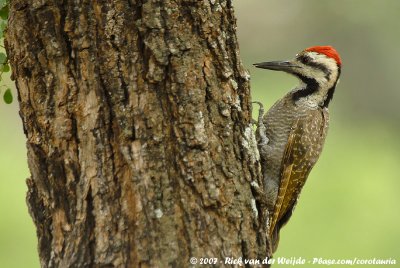 Bearded Woodpecker  (Baardspecht)