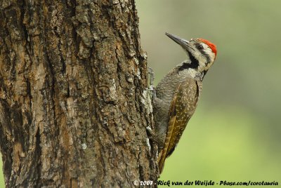 Bearded Woodpecker<br><i>Chloropicus namaquus coalescens</i>