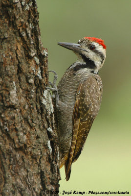 Bearded Woodpecker<br><i>Chloropicus namaquus coalescens</i>