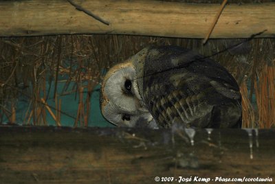 Barn OwlTyto alba affinis