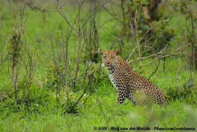 LeopardPanthera pardus pardus