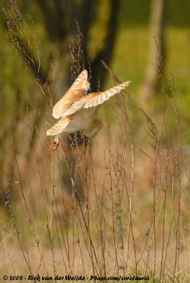 Barn Owl<br><i>Tyto alba guttata</i>