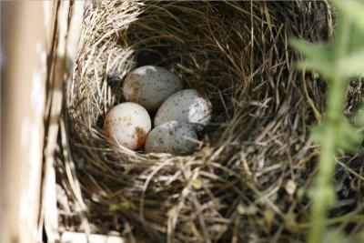 Oregon Junco Nest