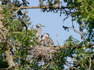 Blue Heron Nest