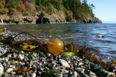 Washed Up Kelp