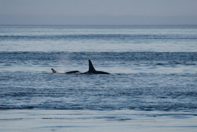 Orca Mama and Calf