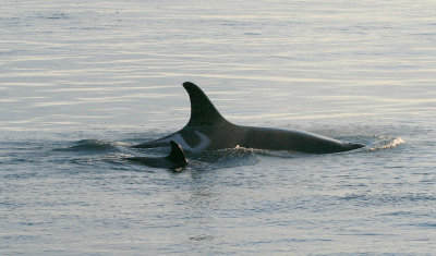 Another Orca Mother and Calf