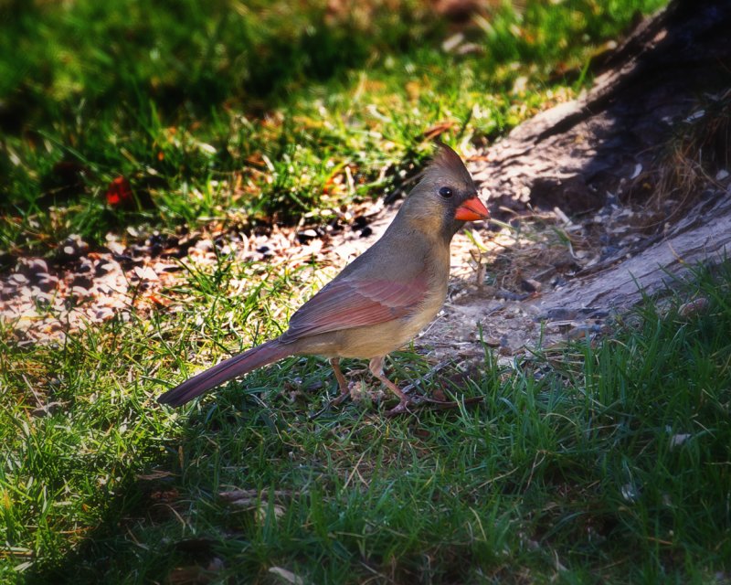 Cardinal