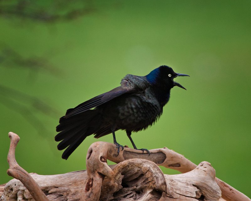 Grackle  530R0038.jpg