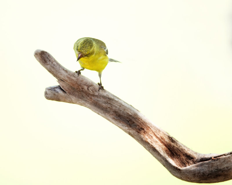 American Goldfinch-Female