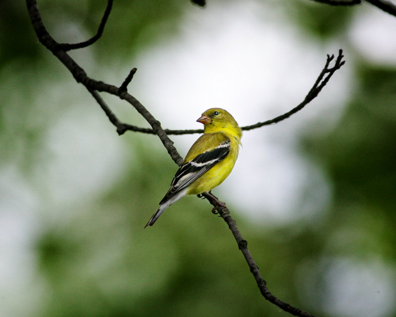 American Goldfinch-Female