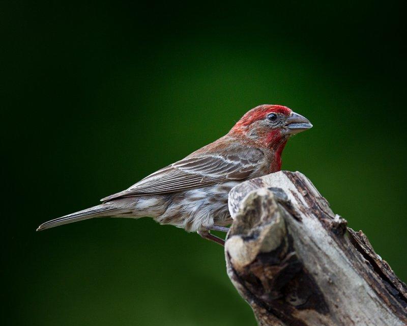 finches