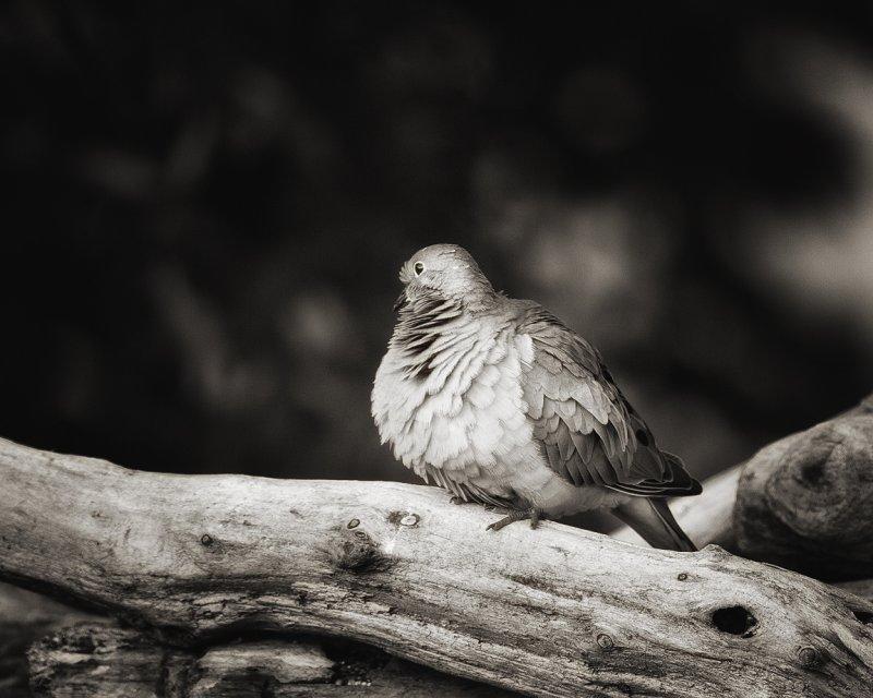 B/W