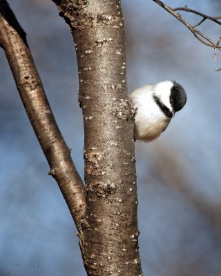 Black Capped Chickadee