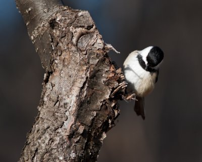 Black Capped Chickadee
