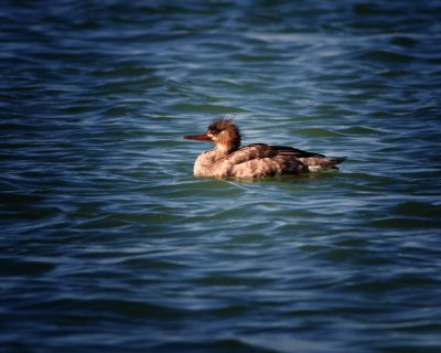 Red Breasted Merganser - Female