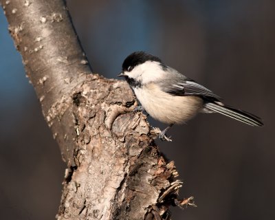 BLACK CAPPED CHICKADEE