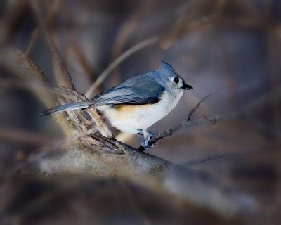 Tuffted Titmouse